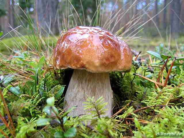  Image name: 00_08 Porcino.jpg 
 width: 640 pixel 
 height: 480 pixel 
 Size: 30925 bytes 
 Click to enlarge 